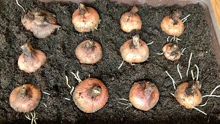 How To Start Gladioli Corms How To Start Over Wintered Gladioli Bulbs Get Gardening [upl. by Devinna]