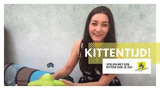 Spelen met een kitten doe je zo │ Kittentijd 3 [upl. by Aslam]