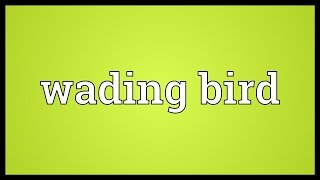 Wading bird Meaning [upl. by Esilrahc]