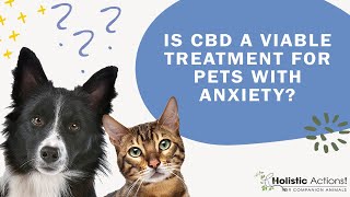 FAQ Is CBD a viable treatment for pets with anxiety [upl. by Nappie109]