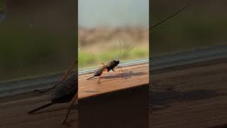 The mighty little Ichneumon Wasp Pimpla rufipes wasp parasitoid [upl. by Jayson904]