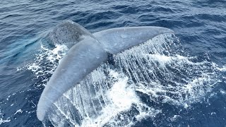 The majestic Blue Whale swimming and diving [upl. by Hassi]