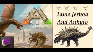 ARK Survival Ascended TAME JERBOA AND ANKYLO  MAP SCORCHED EARTH  Mila Hunting Game 4K 5 [upl. by Attiuqahs]