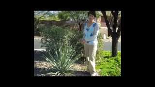 Tucson Gardening Desert Spoon videowmv [upl. by Durrej577]