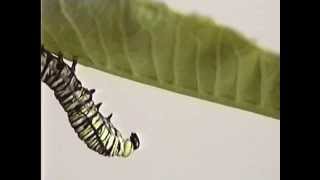 Monarch Butterfly Caterpillar Moulting [upl. by Delsman]