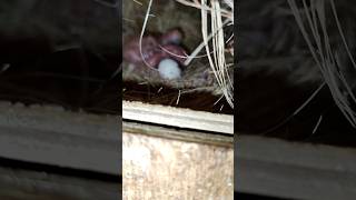 Pale fellow split opaline with 3 chicks palefellow opaline lovebirds [upl. by Wynne]