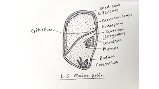 How to draw Monocotyledon seed diagram step by step drawing for beginners [upl. by Aoket]