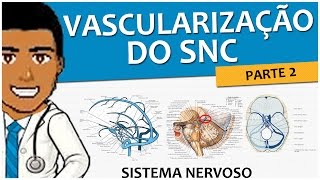 Sistema Nervoso 12 – Vascularização SNC P2 Drenagem Venosa Superficial e Profunda [upl. by Bascio]