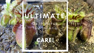 Ultimate cephalotus care guide [upl. by Agathy]