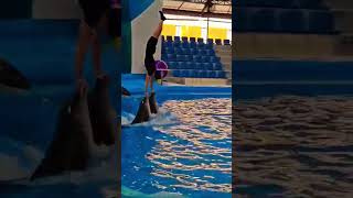 viral man VS dolphin perfect 🥰 balanced [upl. by Anileme]