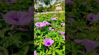 Techno park campus tvm thiruvananthapuram technopark nature flowers [upl. by Paynter]