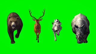 beardeerdogrhino running green screen video  animal race green screen stampede animals [upl. by Nagaem]