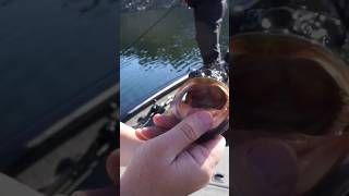 NATRIX Top Water fishing catchandrelease pesca fish top life bass topwater short lake [upl. by Zelle645]