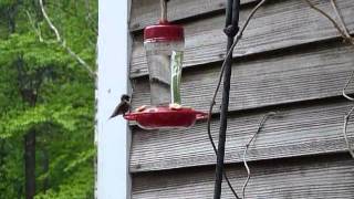 Hummingbirds Mating 2013 [upl. by Birecree]