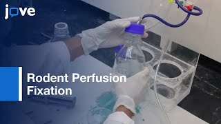 Perfusion Fixation for Rodent Brain Preservation [upl. by Netnert]