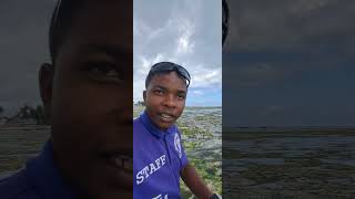 This is the northern side of Zanzibar Island quotNungwi Beach beach nungwizanzibar travel lowtide [upl. by Whale]