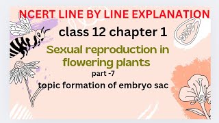 formation of embryo sacsexual reproduction in flowering plants NCERT line by line explanation [upl. by Burdelle]