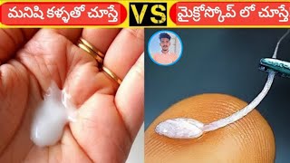 Top 7 Things Invisible To The Eye Can Only Be Seen Under A Microscope In Telugu [upl. by Zilber185]