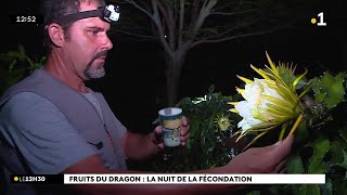 Opération pollinisation pour les producteurs de pitaya le fruit des quotbelles de nuitquot [upl. by Acile478]