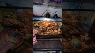 Corn Snake Enclosure SHORT [upl. by Kreit]