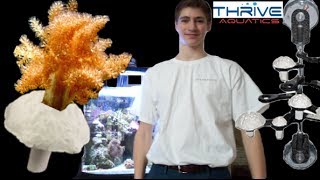 Frag Soft Corals Easy and Quick in 5 min [upl. by Etnaud26]