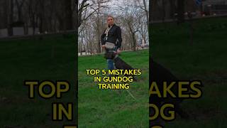 Top 5 mistakes in gundog training gundogtraining gundog gsp gwp dogtraining [upl. by Yahsan821]