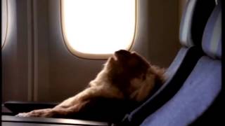 Qantas Koala Commercial Dreamtime [upl. by Roberts]