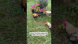 roosters tidbitting to the dog 🤣 petchickens chickenkeeping backyardchickens pets dog funny [upl. by Mcloughlin]