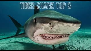 The Dangeroes Shark In the world Top 5 to 1 [upl. by Nemracledairam]