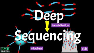 Deep Sequencing  Massively Parallel Sequencing  Illumina Deep Sequencing [upl. by Noet]