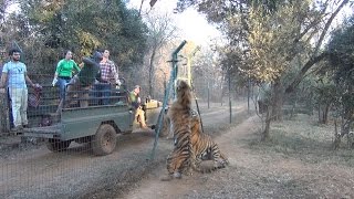 Tigers jumping for food [upl. by Ellertal]