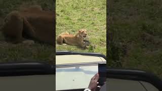 Lioness playing with a baby warthog [upl. by Antonie]