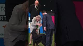 CRUFTS  Gundog Group Winners 2023 [upl. by Griffie]