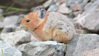 10 Wild Animals in Uzbekistan [upl. by Aehsat100]