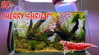 Creating a Shrimp ARMY [upl. by Acenes877]