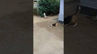 Beagle playing Style  Gsd Partner [upl. by Nathanael]