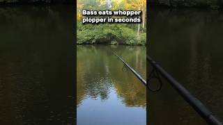 MONSTER Bass Destroys Whopper Plopper 👊 🎣 shorts fishing bass fish [upl. by Oiratnom982]