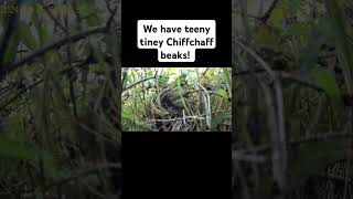 Chiffchaff Chicks In The Nest nestingbird birds nesting nest birdnest babybird [upl. by Hannasus925]