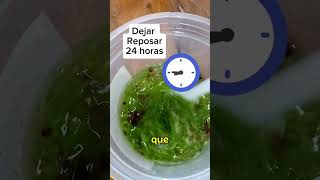 INSECTICIDA CASERO PARA LOS MOSQUITOS MUY EFECTIVO ✅👍🏻 [upl. by Dinsdale]