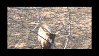 Jared quot69quot Allen Spears an Elk Relentless Pursuit [upl. by Danila]