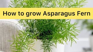 How to Grow and Care for Asparagus Fern [upl. by Amaleta225]