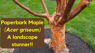 A quick tour of Acer Griseum Paperbark Maple  Hobby Bobby [upl. by Kcor]