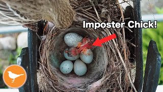 Finch Nest Parasitized by Cowbird [upl. by Ardnusal]