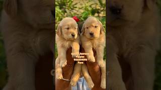 Golden Retriever Puppies For sale in pune mumbai ✨️ 🔥 goldenretriever pets shorts dog like [upl. by Halverson]