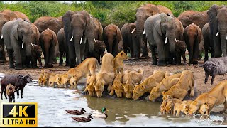 4K African Animals Hwange National Park  Amazing African Wildlife Footage with Real Sounds in 4K [upl. by Sean420]