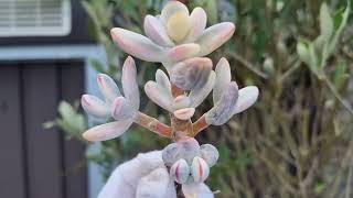 Cotyledon Orbiculata Oophylla variegated [upl. by Alikat986]