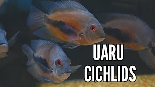 How to Keep Uaru Cichlids  Complete Care amp Breeding Guide [upl. by Hoxsie]