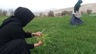 Yabani Otlar Bitkiler Giresun Şebinkarahisar Yenilebilen Otlar Meryem in Lezzetli Yemek Tarifleri [upl. by Armanda]