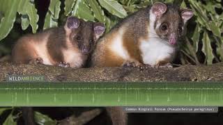 Common Ringtail Possum  Sounds amp Calls [upl. by Leatrice482]