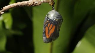 Monarch butterfly emerging time lapse [upl. by Llenrod]